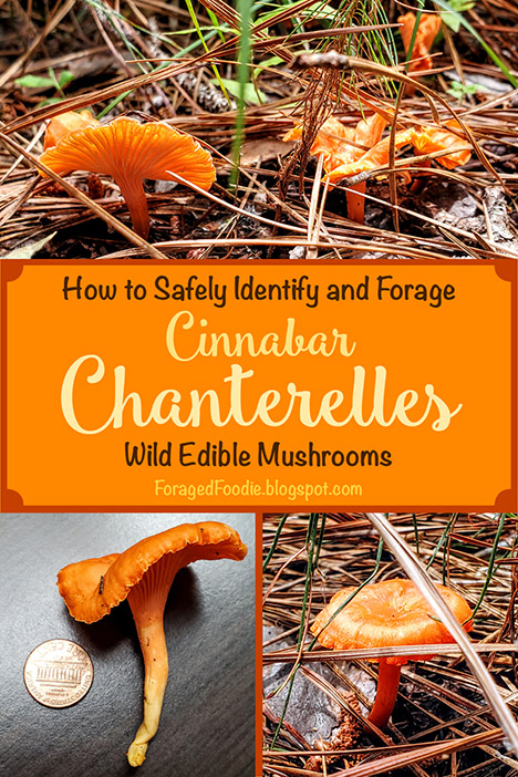 What Are Cinnabar Chanterelles? Unique Flavor and Foraging Tips