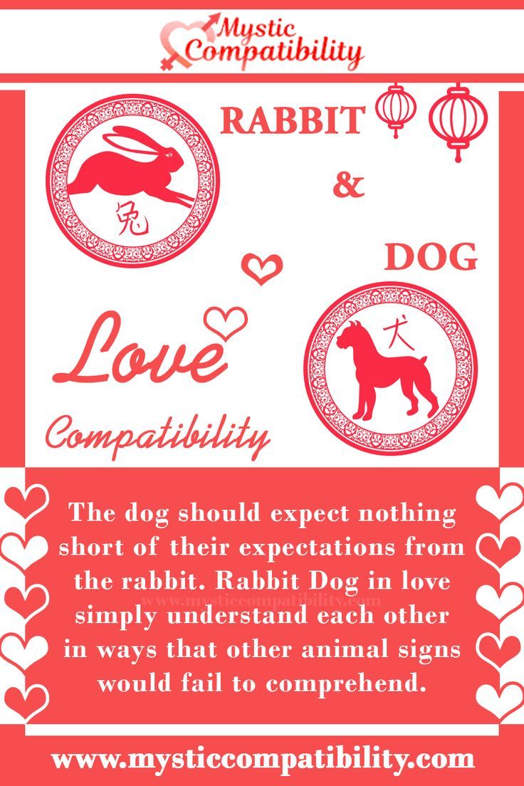 Chinese Zodiac: Dog and Rabbit Compatibility in Love and Friendship