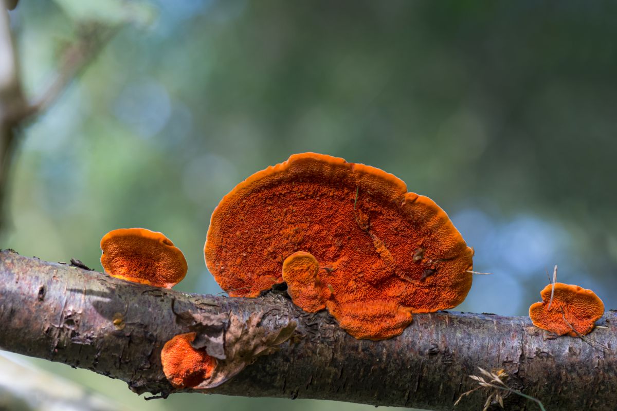 Exploring Cinnabar Red Polypore: Characteristics, Habitat, and Uses