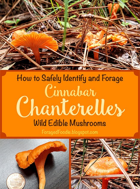 Cinnabar Mushrooms: Benefits, Identification, and Culinary Uses