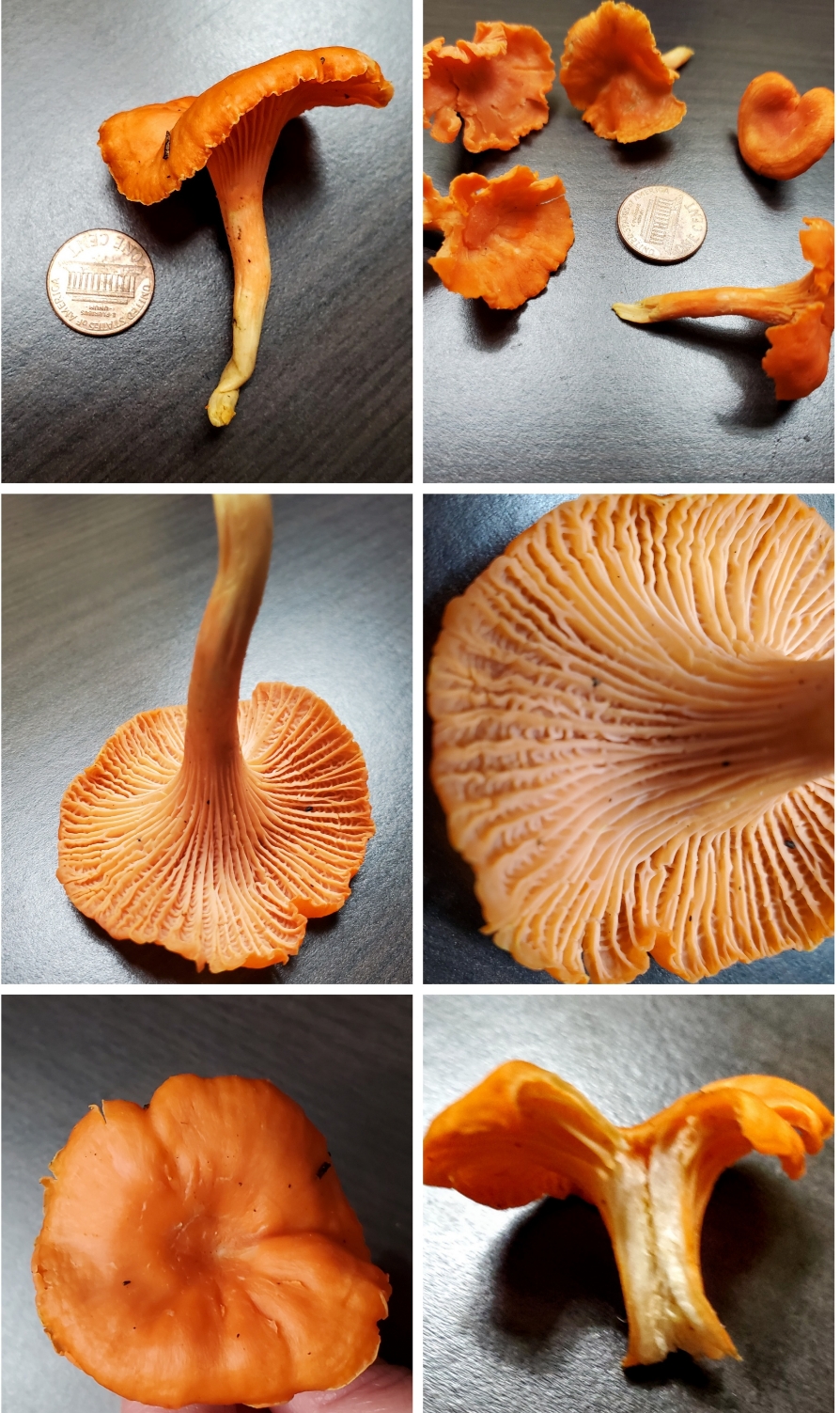 Identifying Cinnabar Chanterelle Look-Alikes: Key Differences Between False Chanterelle and Jack-O-Lantern