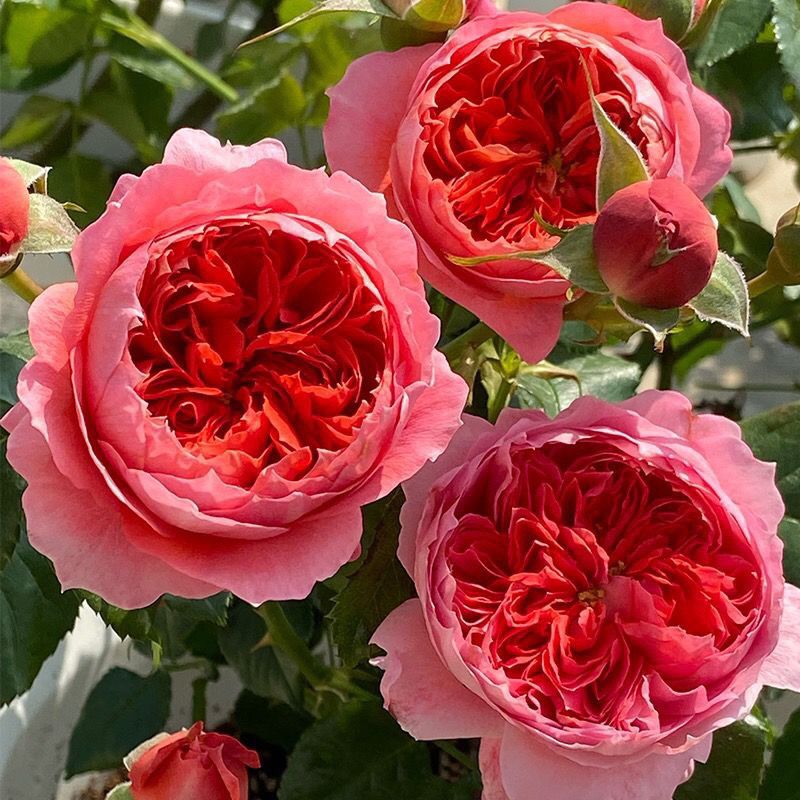 Cinnabar Bowl Rose: The Semi-Open Blossoms That Resemble Buns