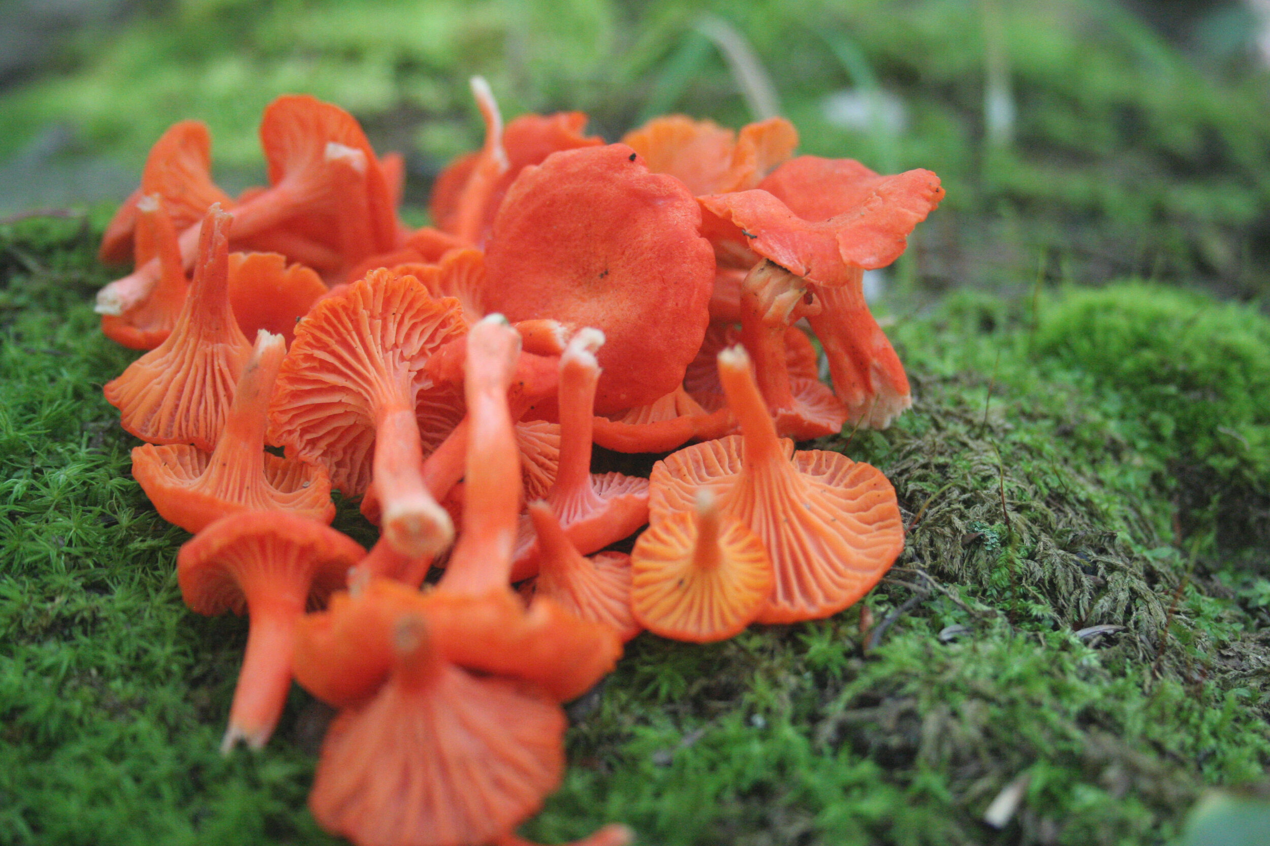 Cinnabar Mushrooms: Benefits, Identification, and Culinary Uses