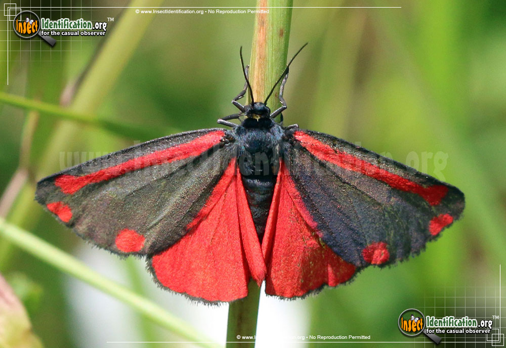 Is the Cinnabar Moth Dangerous to Humans? Understanding the Risks