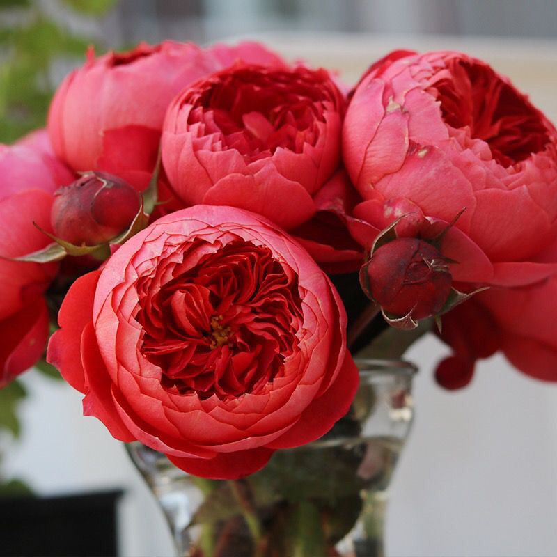 Cinnabar Bowl Rose: The Semi-Open Blossoms That Resemble Buns