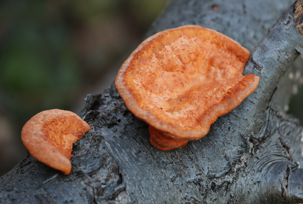 Exploring Cinnabar Red Polypore: Characteristics, Habitat, and Uses