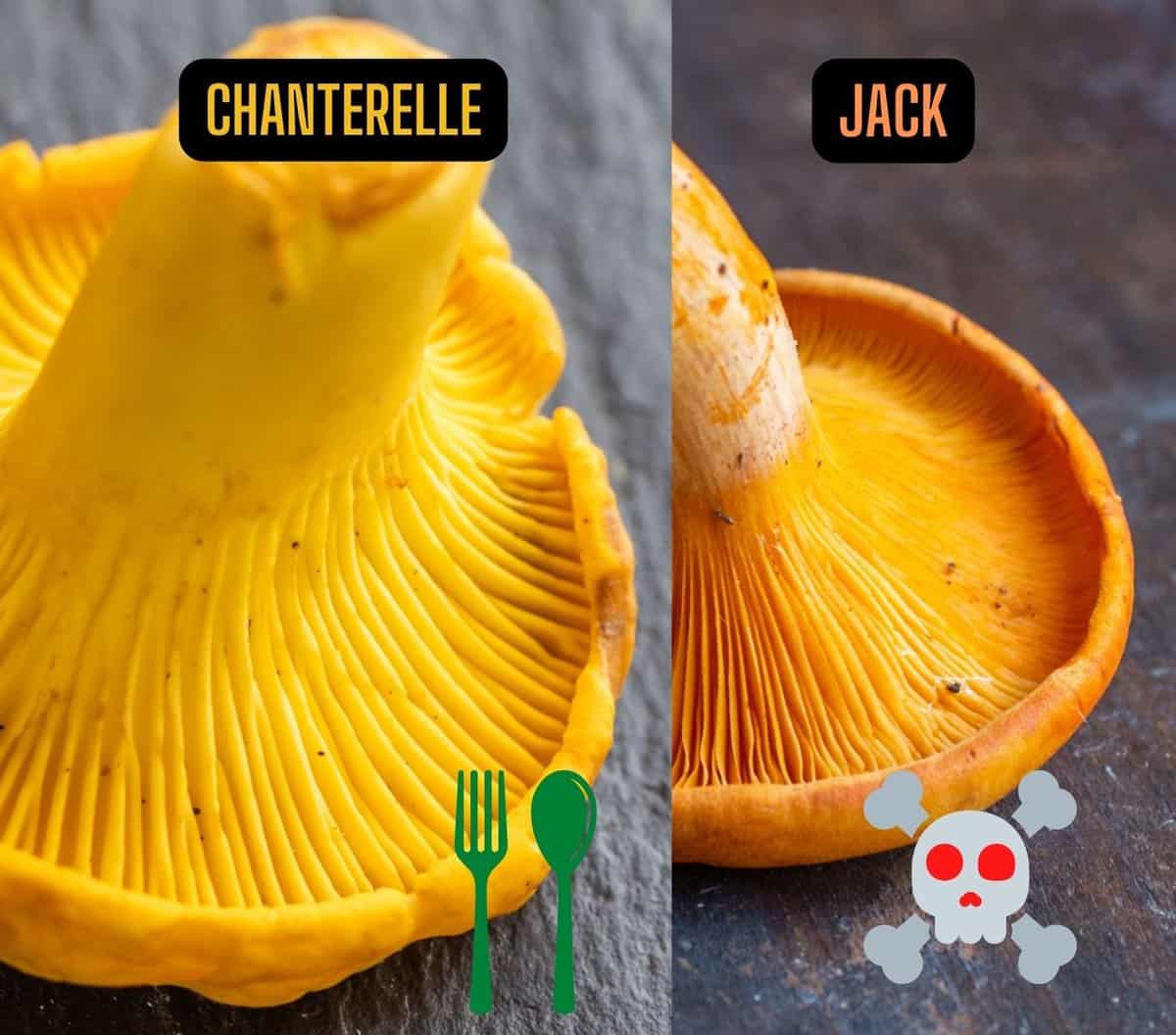 Identifying Cinnabar Chanterelle Look-Alikes: Key Differences Between False Chanterelle and Jack-O-Lantern