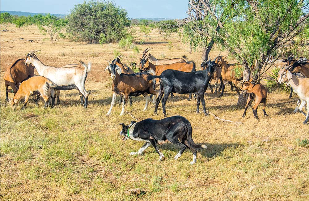 Cinnabar Ranch: A Rich History of Cattle, Alfalfa, and Goats