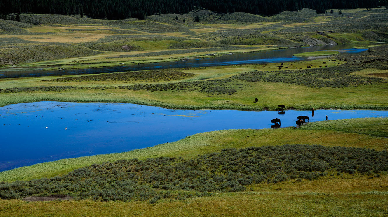 How the Cinnabar Foundation Supports Environmental Protection and Wildlife Conservation