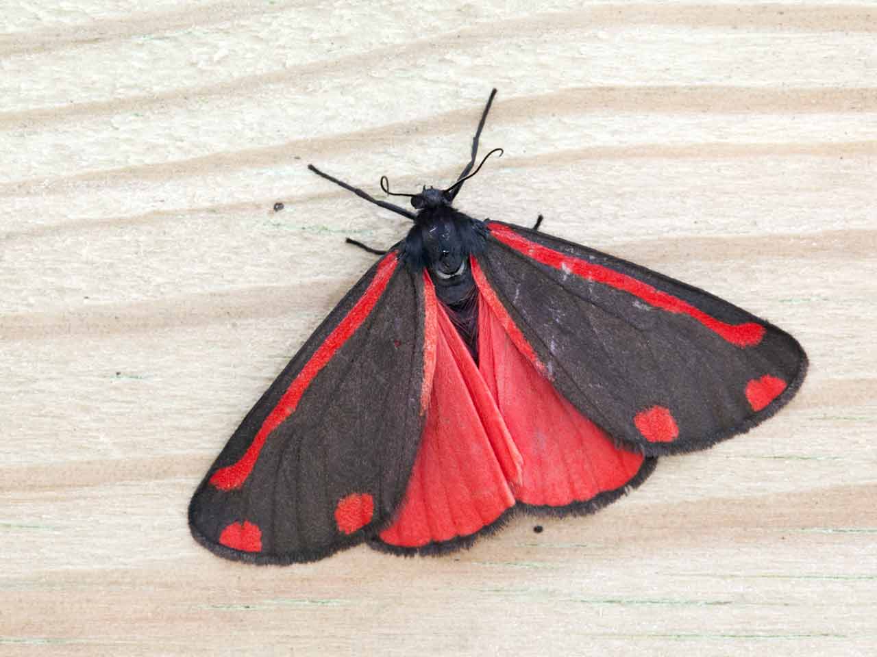 Is the Cinnabar Moth Dangerous to Humans? Understanding the Risks