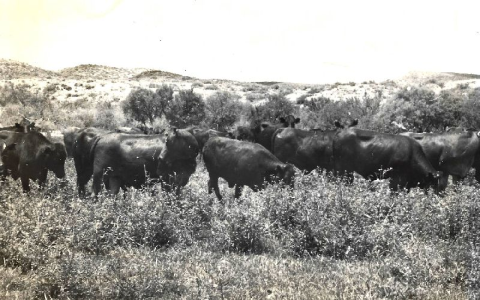 Cinnabar Ranch: A Rich History of Cattle, Alfalfa, and Goats