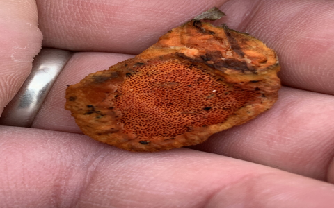 Exploring Cinnabar Red Polypore: Characteristics, Habitat, and Uses