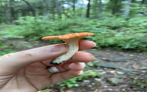 What Are Cinnabar Chanterelles? Unique Flavor and Foraging Tips