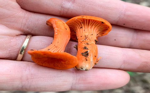 Identifying Cinnabar Chanterelle Look-Alikes: Key Differences Between False Chanterelle and Jack-O-Lantern