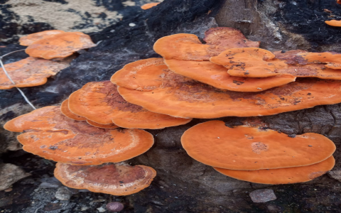 Cinnabar Mushrooms: Benefits, Identification, and Culinary Uses