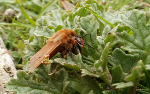 Is the Cinnabar Moth Dangerous to Humans? Understanding the Risks